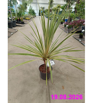 Cordyline australis 'Torbay Dazzler' C 3 L